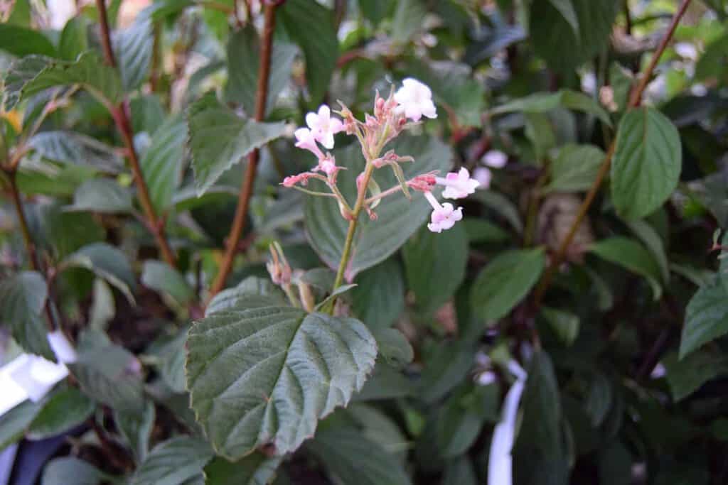 Viburnum x bodnantense 'Dawn' 175-200 cm